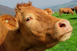 Cattle