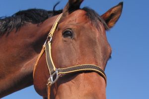 Horses