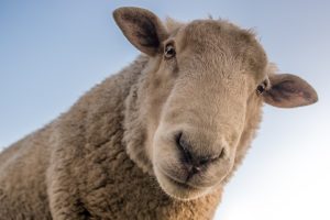Sheep