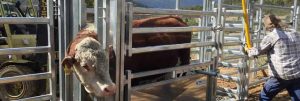 Cattle Crush