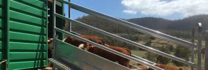 Cattle Ramp