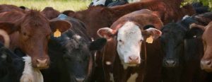 Cattle in Field