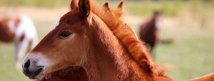 Foal