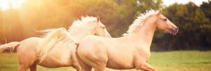 Horses in Field