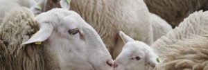 Sheep