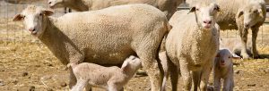 Sheep with Lambs