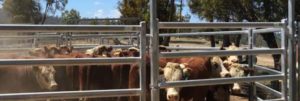 Cattle Gate